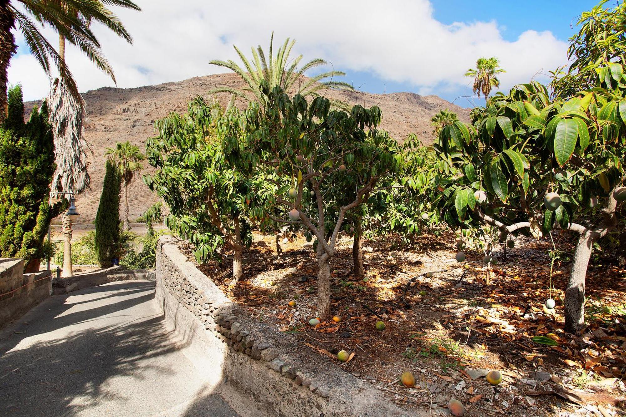 Paraiso Del Molinero Bajo Mogán Exteriör bild
